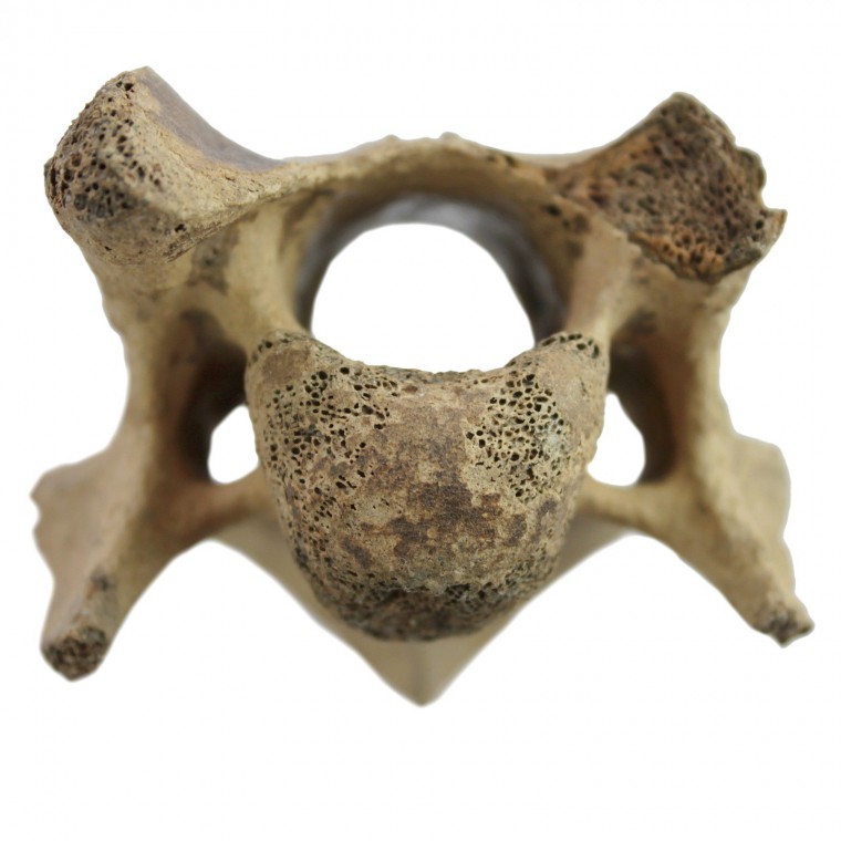 4.Pleistocén Pleistocene Kůň,Prase,ostatní