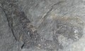 acanthodes-gracilis-permska-drava-ryba-cr-c-5-81176149616f0074118ce