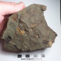 trilobit-ellipsocephalus-hoffi-jince-ceska-republika-8736638061abd4bbe80a5