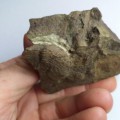 trilobit-eccaparadoxides-pusillus-ceska-republika-10853681961abe3c426153