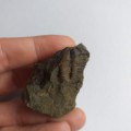trilobit-conocoryphe-sulzeri-ceska-republika-10853703461abe613f10c5