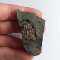 trilobit-conocoryphe-sulzeri-ceska-republika-10853707661abe6608c06d