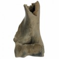 Equus Hydruntinus Humerus 16cm 35b892234d6afa