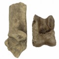 Bison Priscus Calcaneus Astragalus 25b981e23a26fb