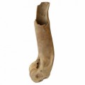 Cervus Elaphus Humerus 22cm 25bac77b0bca81