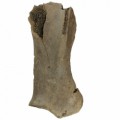 Equus Hydruntinus Scapula 15bac7e39e1293