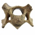 Equus Hydruntinus Vertebra VC 3 Quartär45bac82d97cfaf