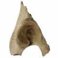 Bison Priscus Pelvis 15bac855d7d68f