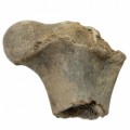 Cervus Elaphus Femur 25bbc6d68e929c