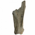 Bison Priscus Scapula 15bcc82a14d020