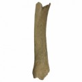 Bison Priscus Tibia 15bcc8382d9561