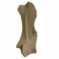 Equus Hydruntinus Scapula15bcc858b6d9d8