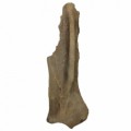 Hydruntinus Scapula15be988ad7ea5b