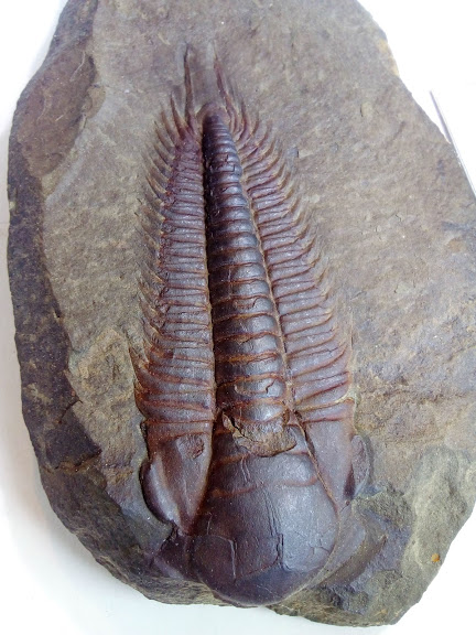 Paradoxides gracilis 1