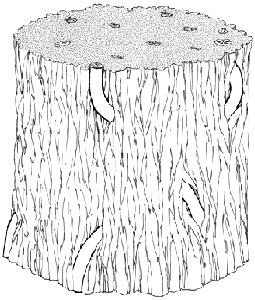 reconstruction-of-lianas-growing-around-and-in-tempskya.png