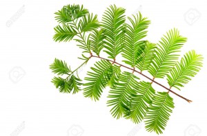 34421195-dawn-redwood-metasequoia-glyptostroboides-leaves-isolated-on-white.jpg