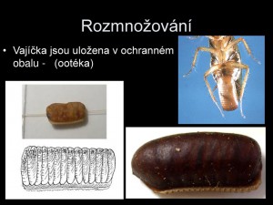 rozmnozovani-vajicka-jsou-ulozena-v-ochrannem-obalu----ooteka-.jpg