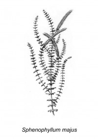 sphenophyllum-majus-1.jpg