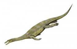 nothosaurus_bw.jpg