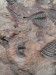 WP_065922